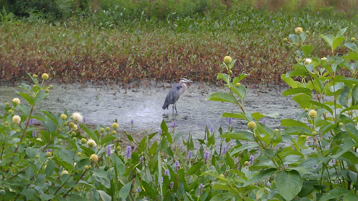 Country Club «Wayland Country Club», reviews and photos, 121 Old Sudbury Rd, Wayland, MA 01778, USA