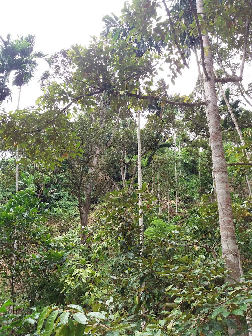 Kebun Durian Tangse Photo