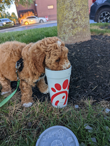 Fast Food Restaurant «Chick-fil-A», reviews and photos, 2467 Lincoln Hwy E, Lancaster, PA 17602, USA