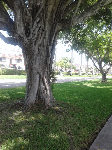 Golf Course «The Bridges at Springtree Golf Club», reviews and photos, 8150 Springtree Dr, Sunrise, FL 33351, USA