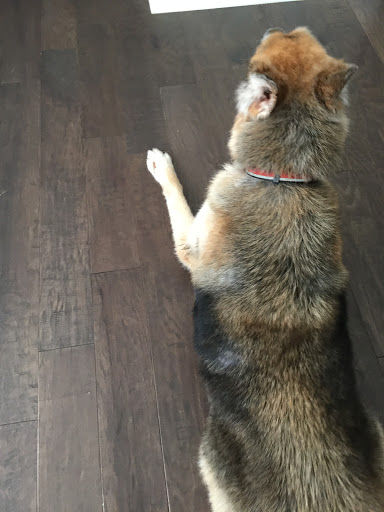 Pet Supply Store «PetSmart», reviews and photos, 3630 Peachtree Pkwy, Suwanee, GA 30024, USA