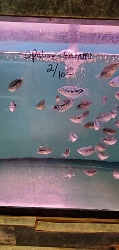 Aquarium «Tamco Aquarium», reviews and photos, 6310 Bay Pkwy, Brooklyn, NY 11204, USA