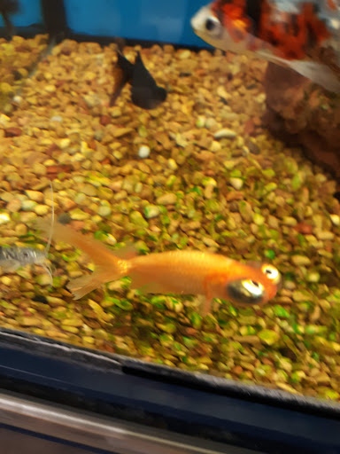 Pet Supply Store «Petco Animal Supplies», reviews and photos, 175 Grandview Blvd #600, Madison, MS 39110, USA