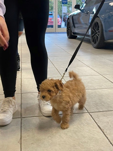 Ford Dealer «Maplecrest Ford of Mendham», reviews and photos, 102 E Main St, Mendham, NJ 07945, USA