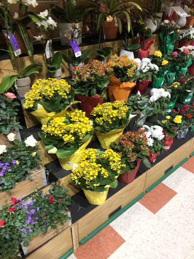 Grocery Store «Market Basket», reviews and photos, 95 Sutton Ave, Oxford, MA 01540, USA