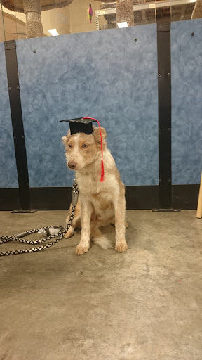 Pet Supply Store «PetSmart», reviews and photos, 950 Hanes Mall Blvd, Winston-Salem, NC 27103, USA