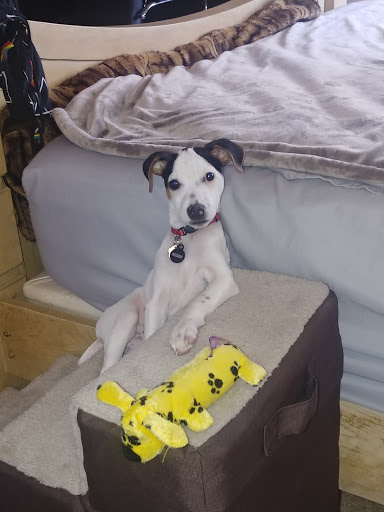 Pet Supply Store «Pet Ranch», reviews and photos, 3823 E 120th Ave, Denver, CO 80233, USA