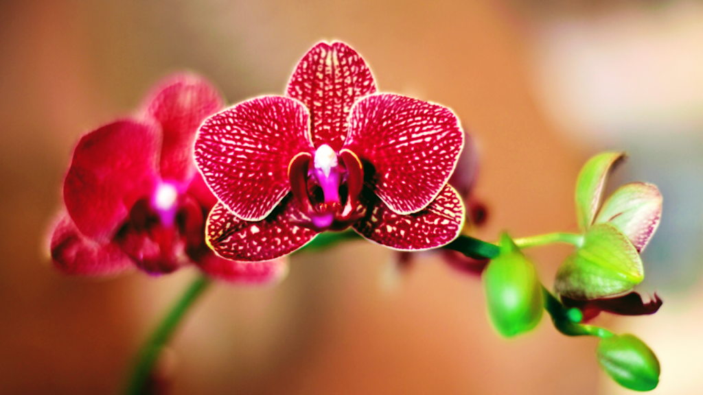 Aloha Massage Service 96738