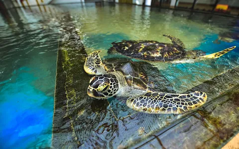 Sea Turtle Hatchery - Habaraduwa image
