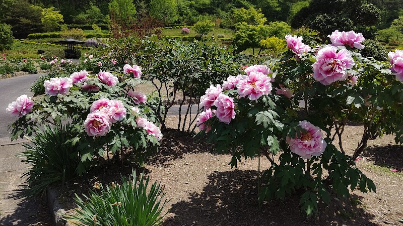 花と泉の公園