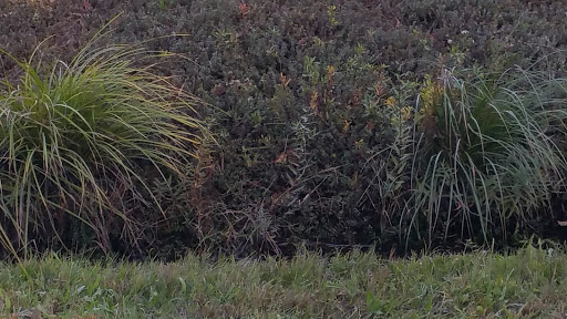 Nature Preserve «The Nature Trail and Cranberry Bog», reviews and photos, 252 Patriot Pl, Foxborough, MA 02035, USA