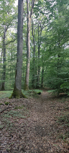 Forêt des Bertranges à Raveau