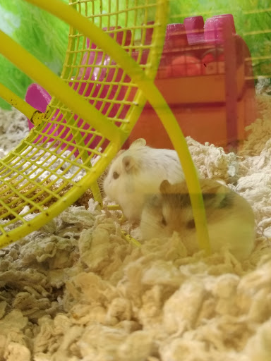 Pet Supply Store «PetSmart», reviews and photos, 5214 Blanche Moore Dr, Corpus Christi, TX 78411, USA