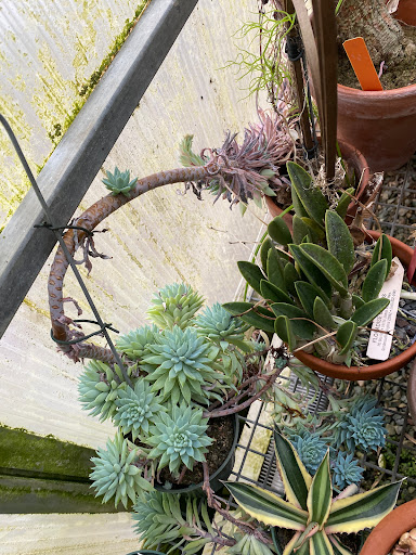 Florist «Floradise Orchids», reviews and photos, 19154 James Madison Hwy, Gordonsville, VA 22942, USA