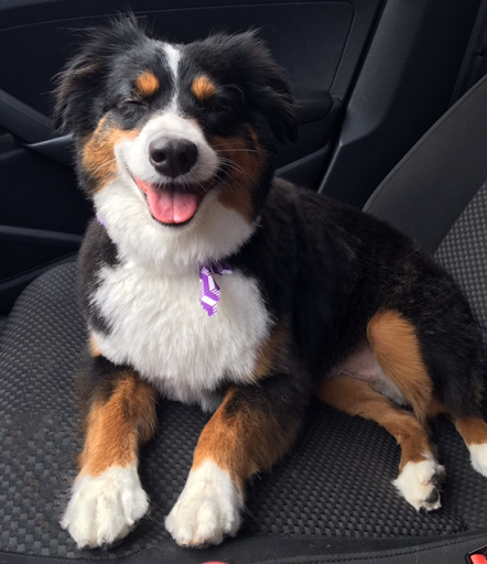 Pet Groomer «Woof Gang Bakery Rockwall», reviews and photos, 832 Steger Towne Rd, Rockwall, TX 75032, USA