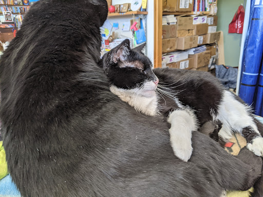 Book Store «From My Shelf Books & Gifts», reviews and photos, 7 East Ave #101, Wellsboro, PA 16901, USA