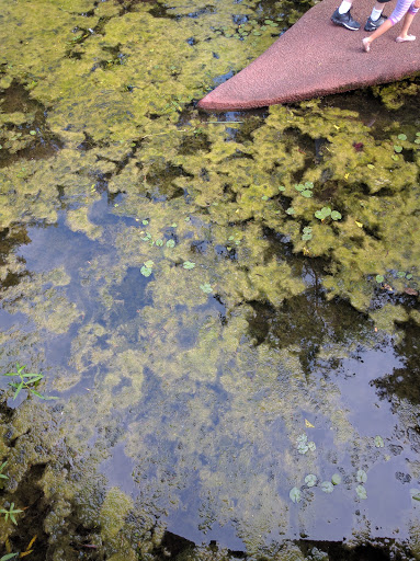 Tourist Attraction «Leonhardt Lagoon Nature Walk», reviews and photos, 1121 1st Ave, Dallas, TX 75210, USA