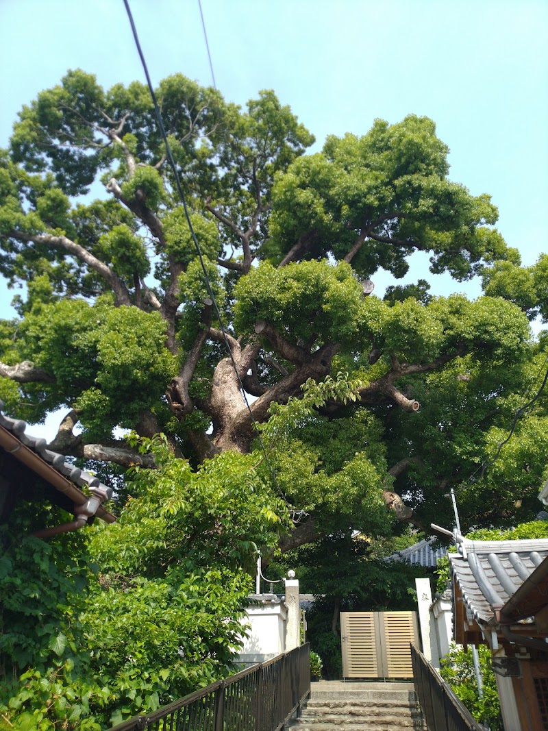 善光寺のクス