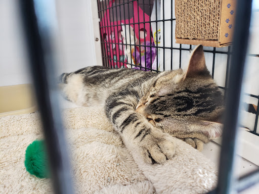 Pet Supply Store «Pet Supplies Plus», reviews and photos, 1258 Northlake Blvd, Lake Park, FL 33403, USA