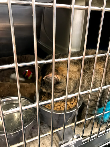 Pet Supply Store «PetSmart», reviews and photos, 2861 Veterans Memorial Pkwy, St Charles, MO 63303, USA