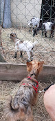 La ferme des Capucins Saint-Étienne-la-Thillaye