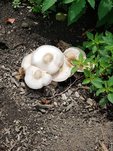 Park «Bronx River Park», reviews and photos, 2 Bronx River Pkwy, Scarsdale, NY 10583, USA