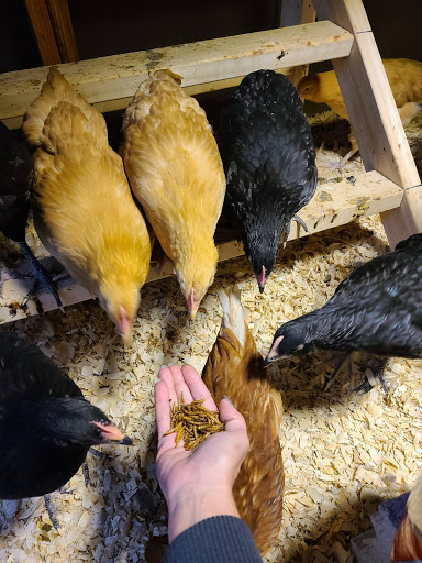 Home Improvement Store «Tractor Supply Co.», reviews and photos, 112 E N Pointe Dr, Salisbury, MD 21804, USA