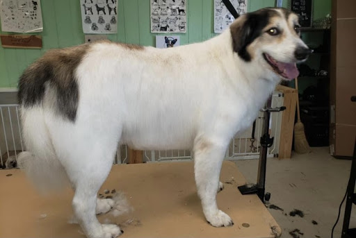 Tidy Dog Pet Supply & Salon, 2612 Lebanon Pike A, Nashville, TN 37214, USA, 