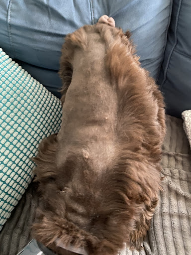 Pet Supply Store «PetSmart», reviews and photos, 30 Malphrus Rd, Bluffton, SC 29910, USA