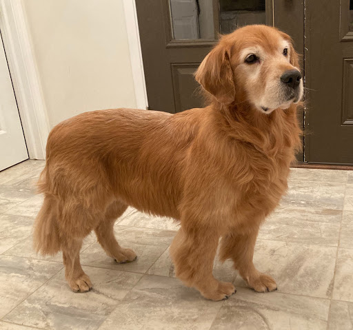 Pet Supply Store «PetSmart», reviews and photos, 421 Commerce Dr, Victor, NY 14564, USA