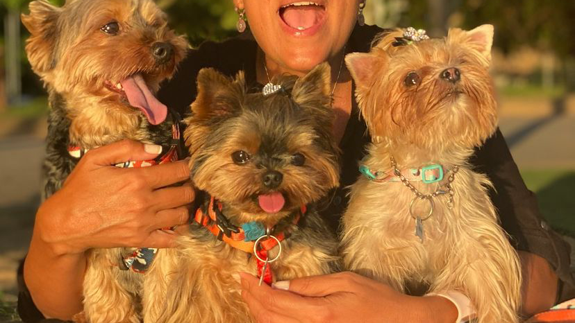Yorkie Puppies For rehoming USA