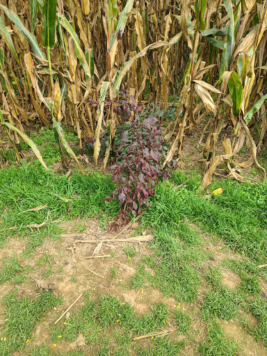 Tourist Attraction «Oregon Dairy Corn Maze», reviews and photos, 1289 Creek Rd, Lititz, PA 17543, USA