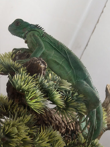 Pet Store «Miles of Exotics», reviews and photos, 8350 N Broadway, Kansas City, MO 64118, USA