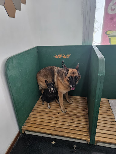 Pensioni per cani e dog hotel a Dogs Arte Della Toelettatura