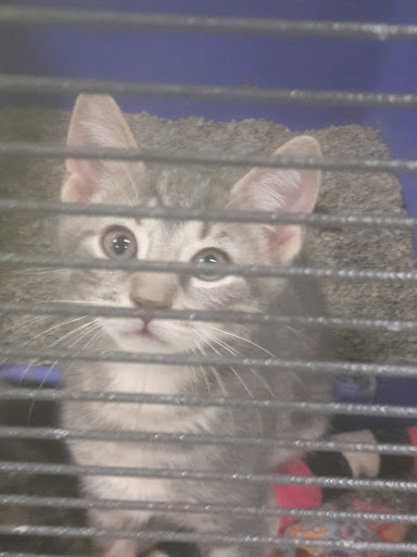 Pet Store «Coral Reef Pet Center», reviews and photos, 7723 W Lawrence Ave, Norridge, IL 60706, USA