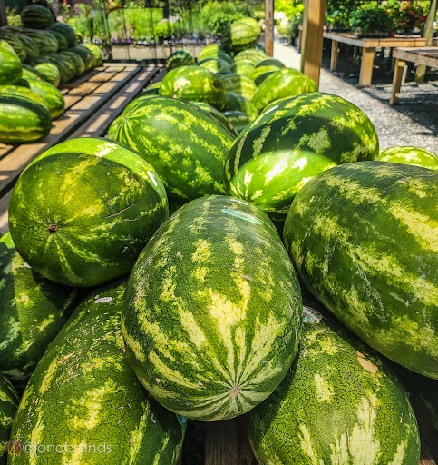 Garden Center «Nalls Produce», reviews and photos, 7310 Beulah St, Alexandria, VA 22315, USA