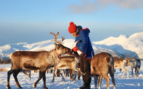 Tromso Arctic Reindeer / Sami Arctic Reindeer image