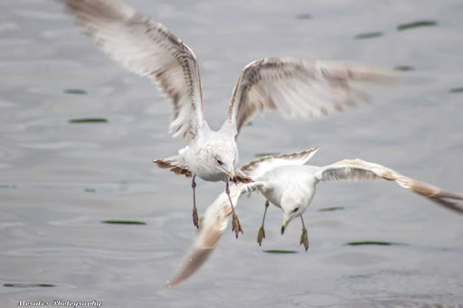 Park «Cranes Roost Park», reviews and photos, 274 Cranes Roost Blvd, Altamonte Springs, FL 32701, USA