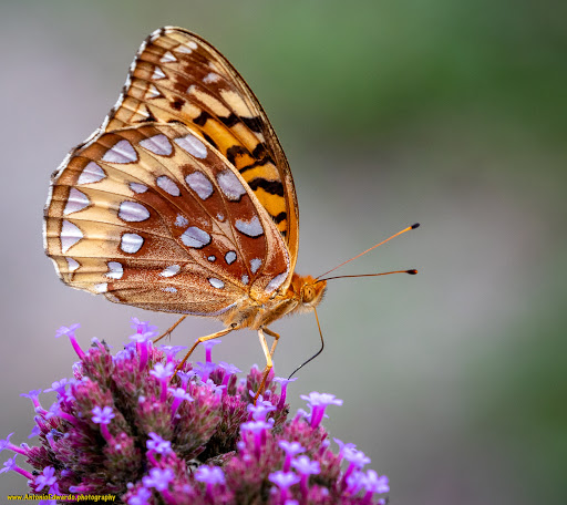 Nature Preserve «Cincinnati Nature Center», reviews and photos, 4949 Tealtown Rd, Milford, OH 45150, USA