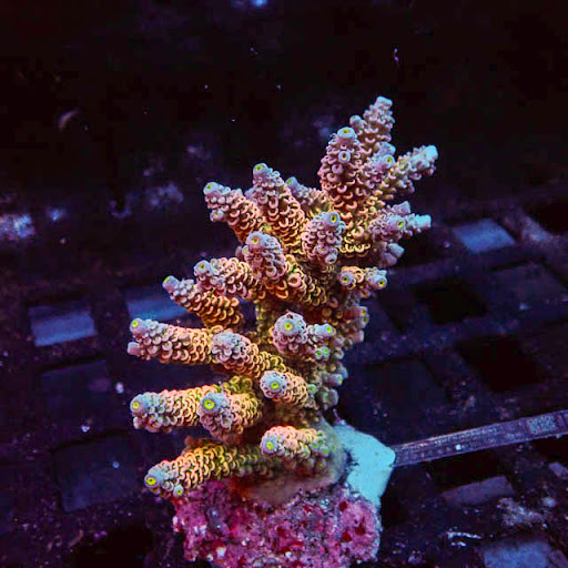 Nikava Coral Kreations