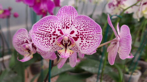Tahí Orquideas y Flores Exóticas