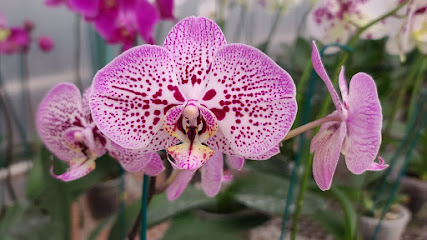 Orchid grower