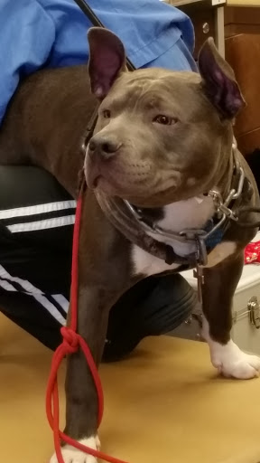 Pet Supply Store «PetSmart», reviews and photos, 2102 W Union Blvd #22A, Bethlehem, PA 18018, USA