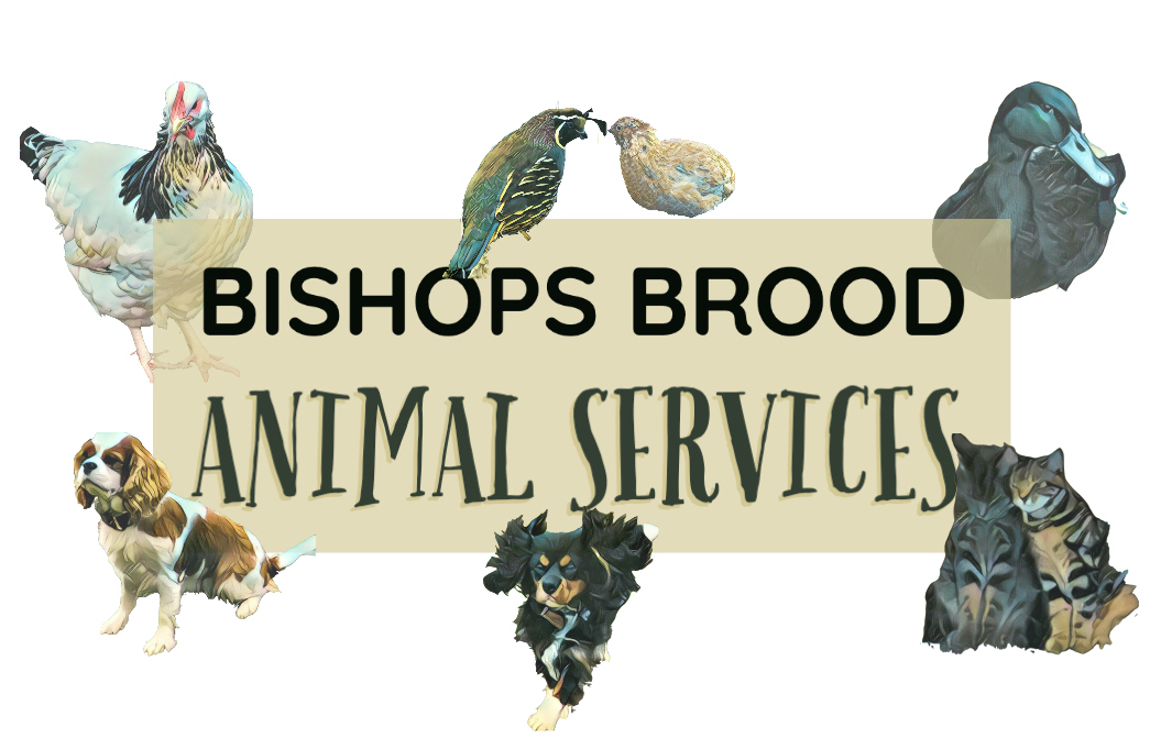 Bishops Brood Animal Services