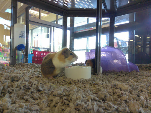 Pet Supply Store «Petco Animal Supplies», reviews and photos, 855 E Bidwell St, Folsom, CA 95630, USA