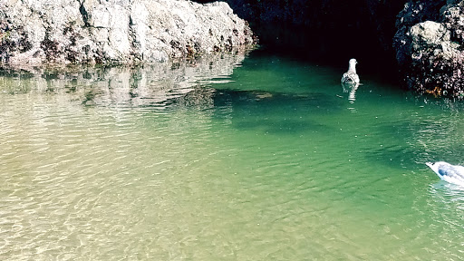 Tourist Attraction «Haystack Rock», reviews and photos, US-101, Cannon Beach, OR 97110, USA