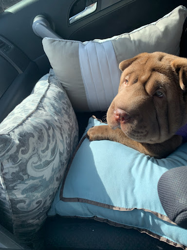 Pet Store «Animal Kingdom», reviews and photos, 4500 N Oracle Rd #254, Tucson, AZ 85705, USA