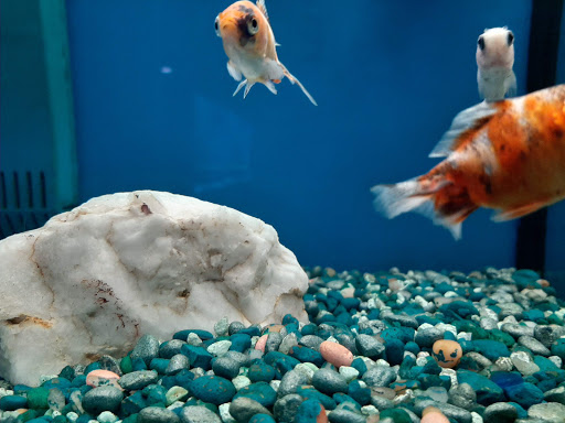 Pet Store «Wet Pets N Critters», reviews and photos, 103 TX-281 Loop, Longview, TX 75605, USA