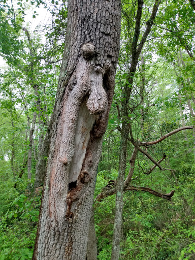 Nature Preserve «Black Run Preserve», reviews and photos, Kettle Run Rd, Evesham Township, NJ 08053, USA