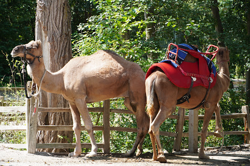 Zoo «Blank Park Zoo», reviews and photos, 7401 SW 9th St, Des Moines, IA 50315, USA